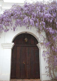 Double door and flowering wisteria